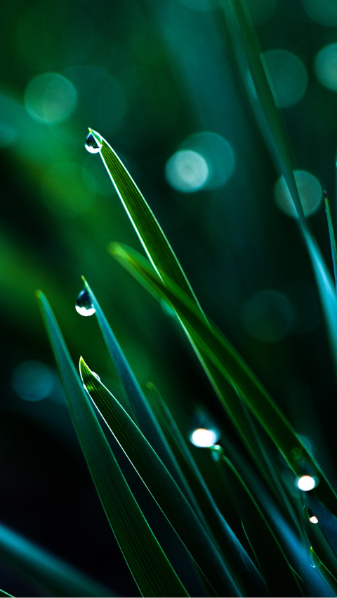 The morning dew reflects on the green grass screenshot