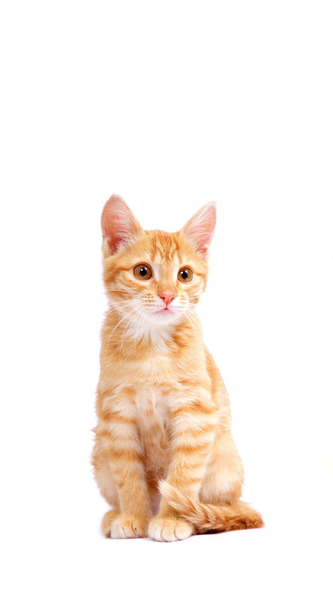 What cats are most suitable for domestication screenshot
