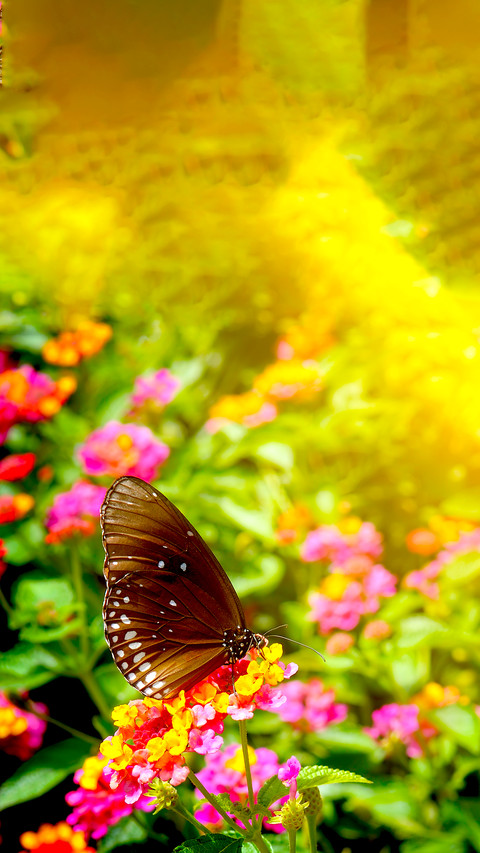 The Beauty of Nature screenshot