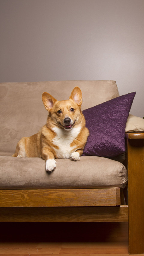 Dogs cannot do without your performance 0 screenshot