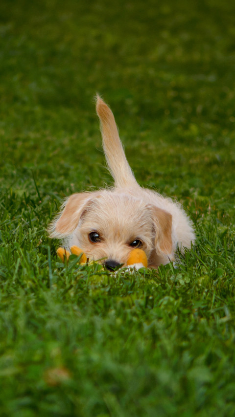 The dog on the grass screenshot