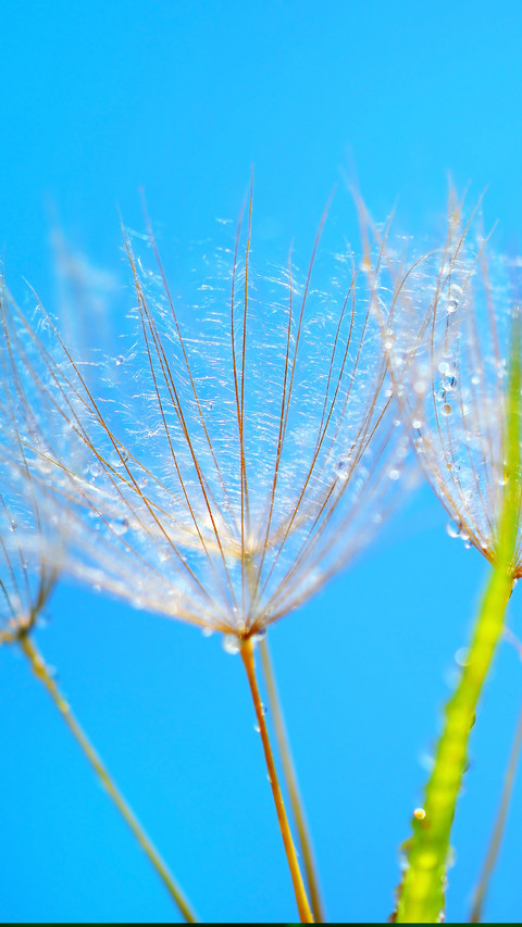 dandelion screenshot