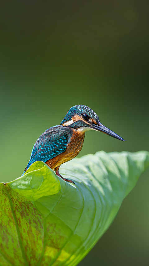 How smooth is the fishing process of kingfishers screenshot