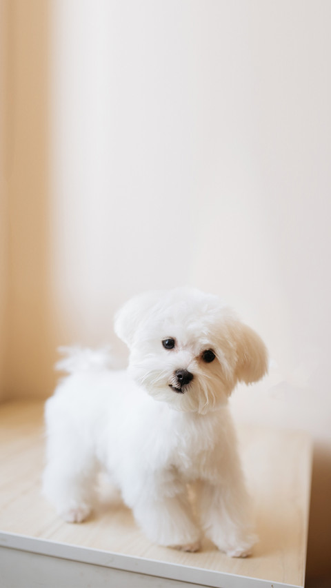 Portrait of a Cute White Long-Haired Maltese screenshot