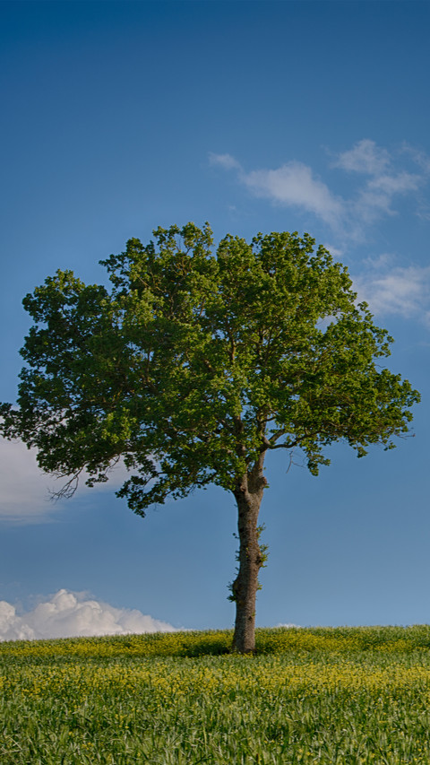 Green grass and blue sky screenshot