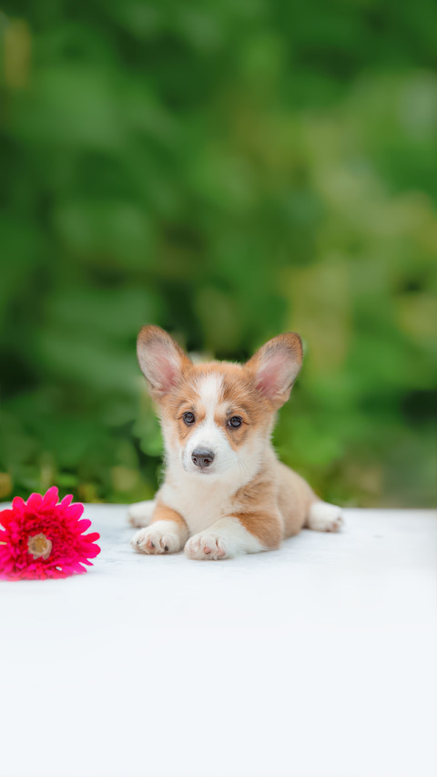 Puppy in Summer on a Background of Flowers screenshot