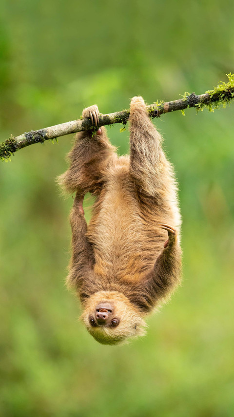Laziest animal of sloth 2 screenshot