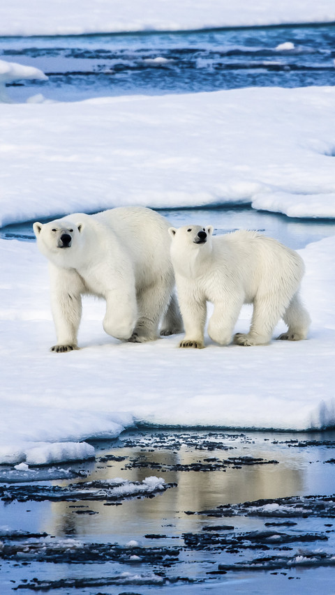 Polar survivors screenshot