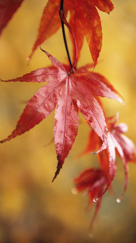 Multiple shooting methods for a leaf 0 screenshot