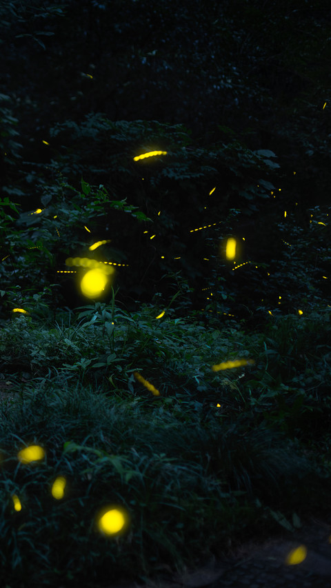 萤火虫之森 screenshot