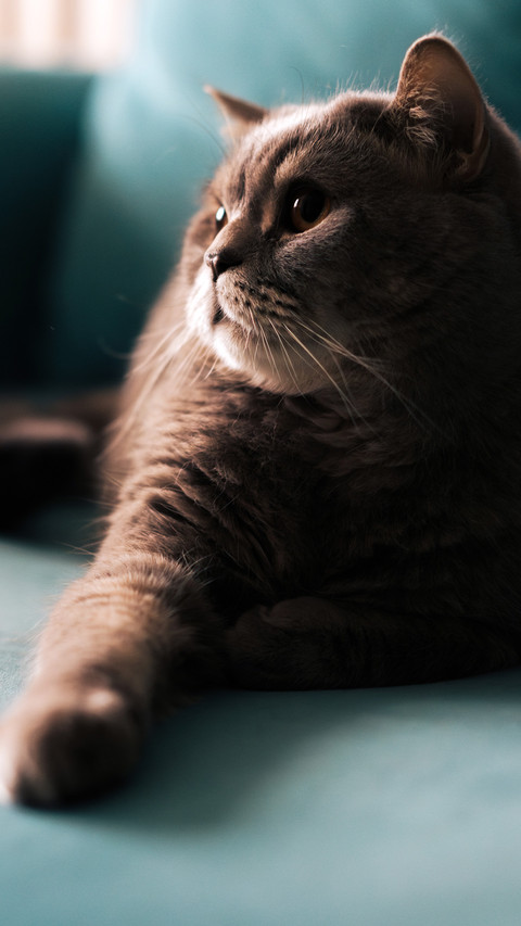 Lying on the blue sofa screenshot