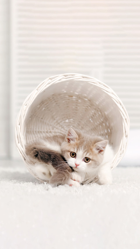A Small Kitten Lying In A White Basket screenshot