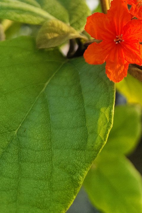 Close up macro.jpg screenshot