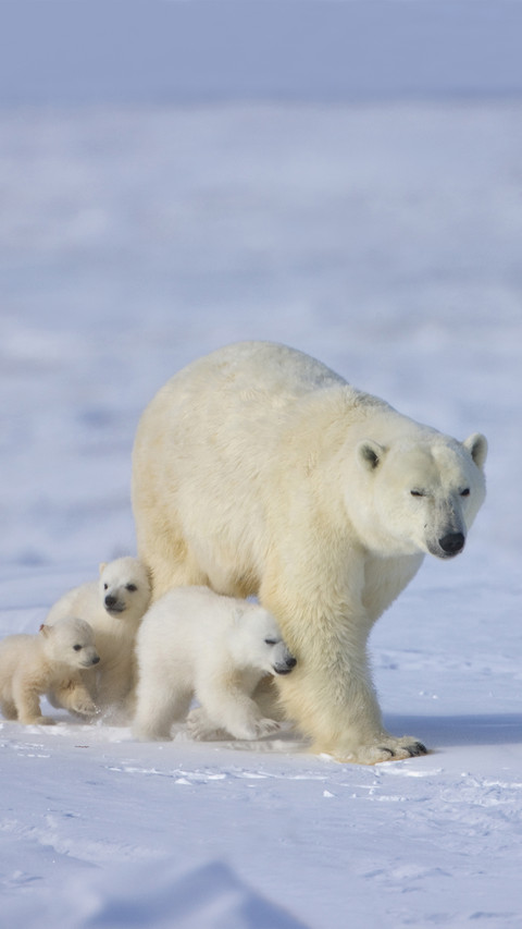 Polar bears also need to hibernate 04 screenshot
