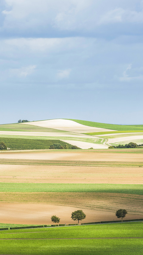 Fields with sun and shadows near Epernay and Monthelon screenshot