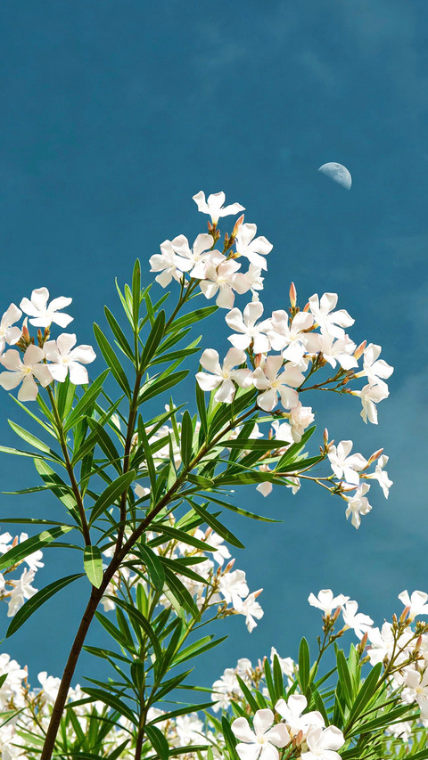 晴空下的花之絮语 screenshot