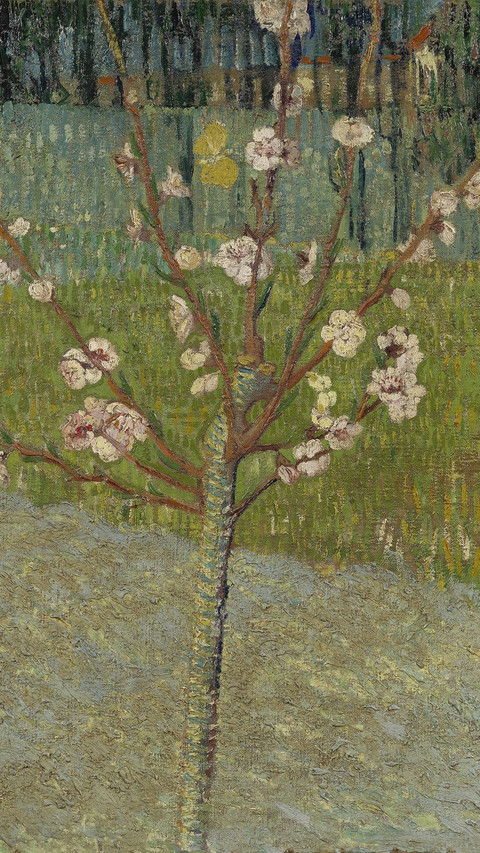 AlmondTreeinBlossom screenshot