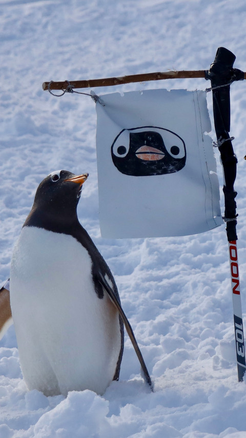Penguins on the snow screenshot
