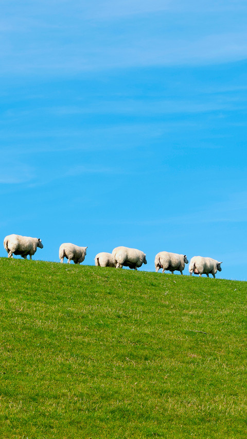Sheep screenshot