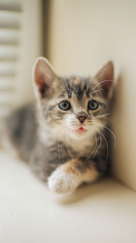 Will the cat let you touch your paws screenshot