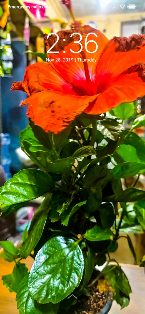 Orange Flowers_DWM3 screenshot