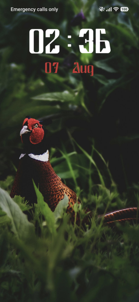 Pheasant screenshot
