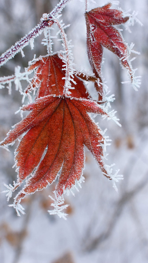 Winter scenery-04 screenshot