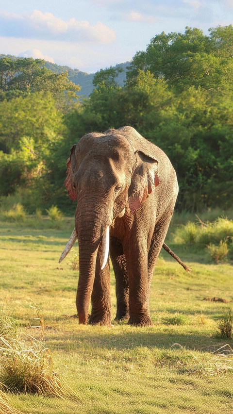 An elephant can convey messages even by stomping its feet screenshot