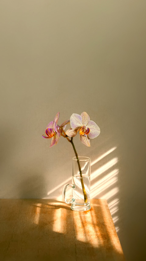 Minimalism in still life. flowers orchids screenshot