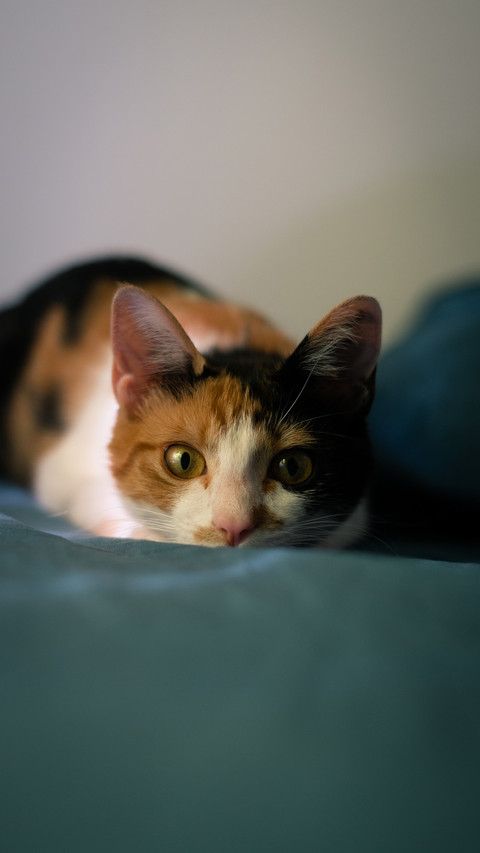 Young cat staring straight ahead screenshot