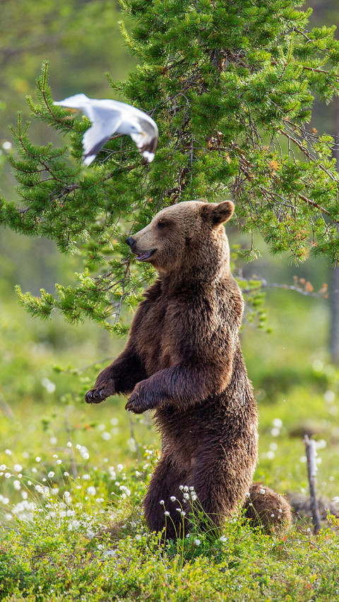 Lovely Brown Bear And Bird screenshot