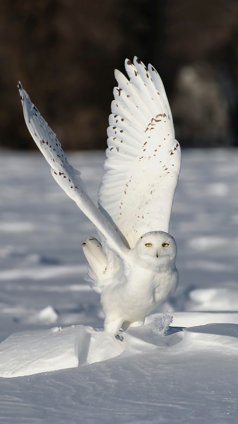 A White Owl on The Snow screenshot