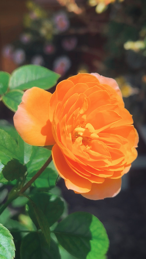 The fruit juice rose has bloomed. screenshot