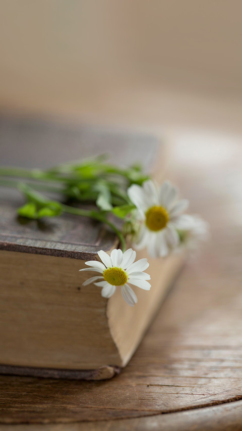 A book and white flowers of chamomile daisy screenshot