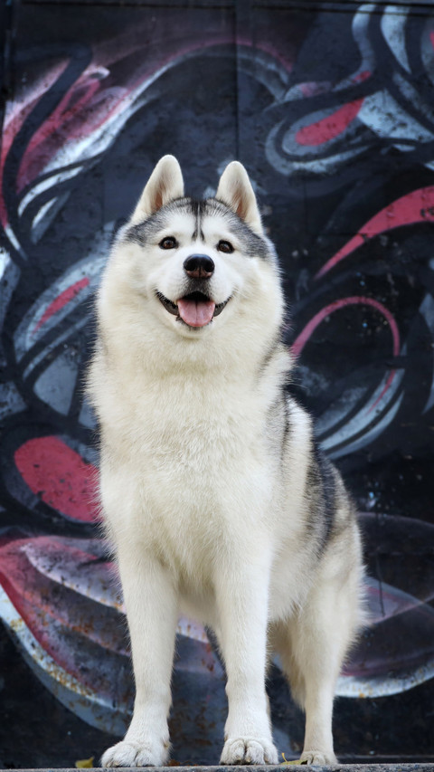 How much exercise does a dog need 54 screenshot