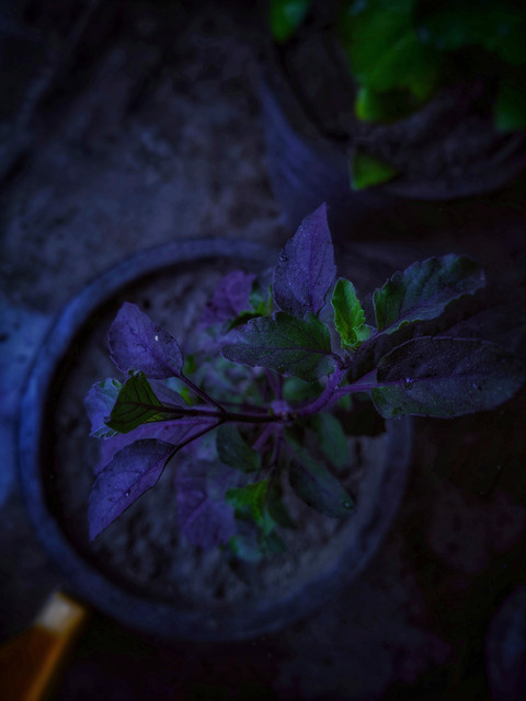 Dreamy Plant screenshot