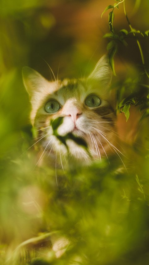 花园里的猫-视觉中国 screenshot