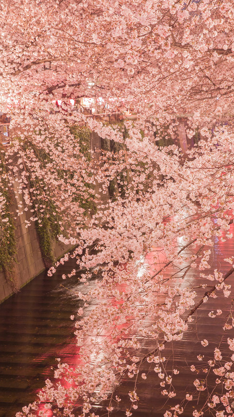 Cherry blossoms in splendor screenshot