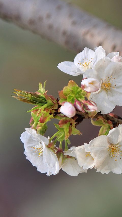 Spring cherry blossoms cover the branches and the breeze screenshot