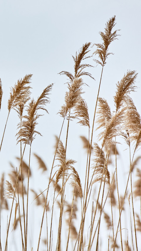 Reed shore screenshot