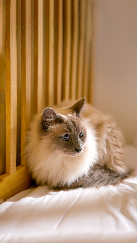 Ragdoll on the bed screenshot