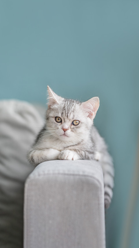 Gray tabby cat lies on the back of the sofa in a cozy home screenshot