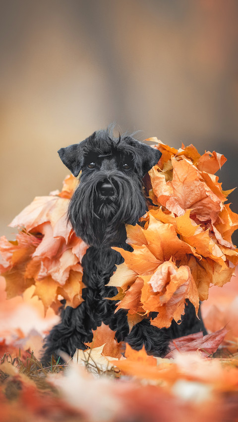 A cute black miniature schnauzer dog with long ears screenshot