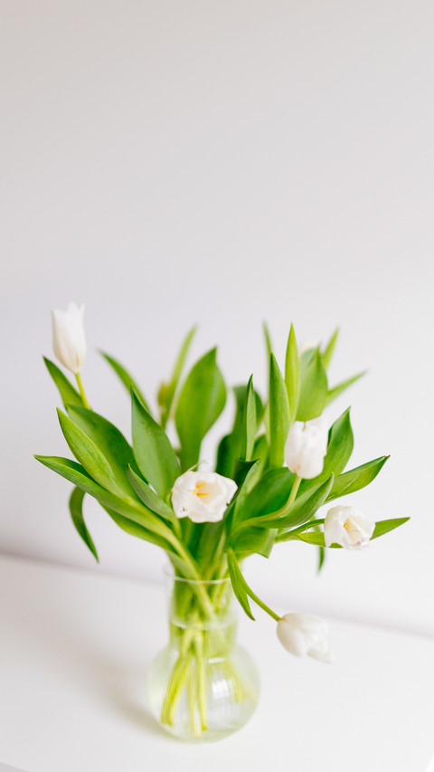 A bunch of white tulips on a white background screenshot