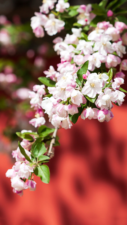 Spring Pink Begonia screenshot