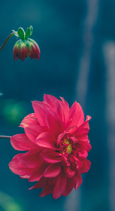 Macro Photography (2) screenshot