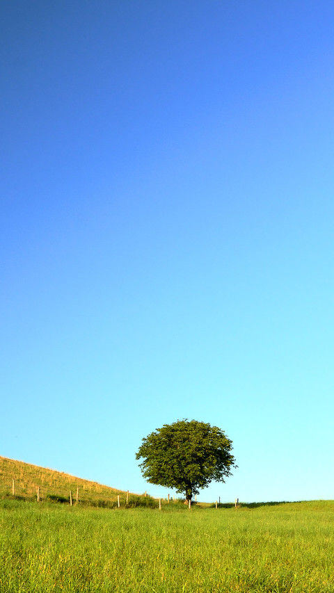 Green grass and blue sky screenshot
