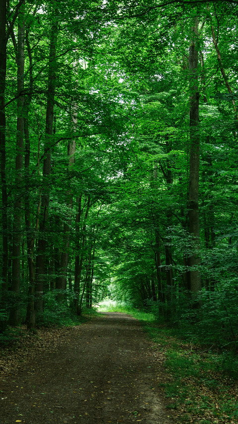 Forest Green Path screenshot