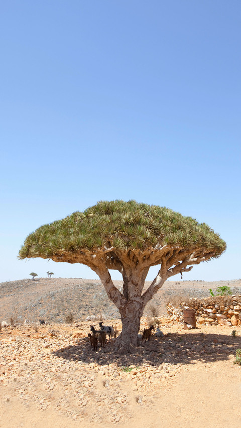 Trees containing dragon blood 84 screenshot
