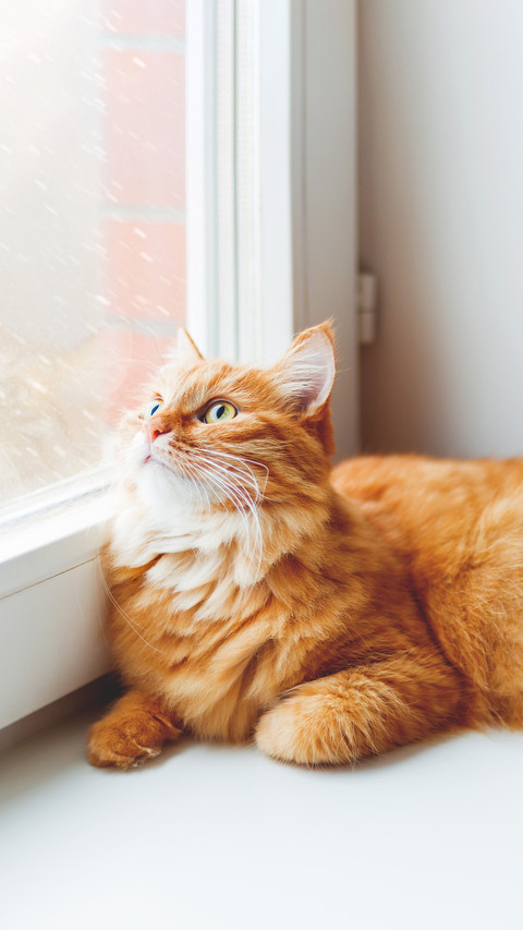 Cute ginger cat sitting on window sill screenshot